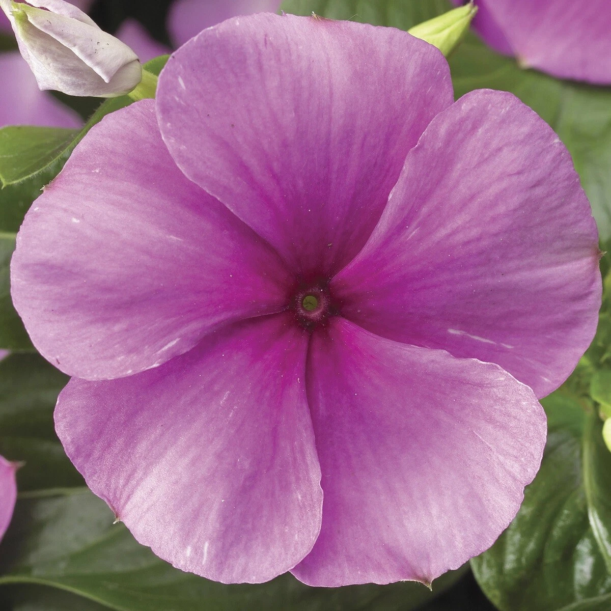Vinca Seeds 50 Seeds Vinca Sunstorm Deep Lilac Annual Seeds - $12.77