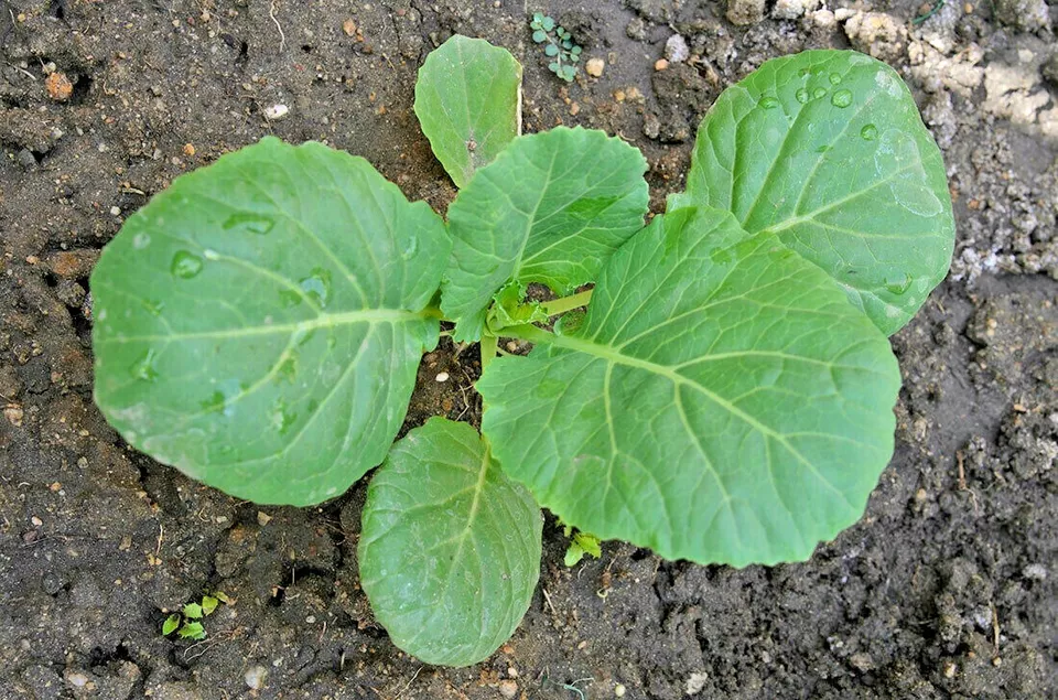 Champion Collard Greens Spring Fall Vegetable Garden 601 Seeds - £7.78 GBP