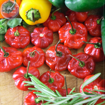 New Fresh Scotch Bonnet Red Yellow Hot Pepper Vegetable Seeds 15 Seeds Right Var - £3.79 GBP