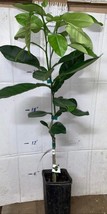 Pomona Sweet Semi-Dwarf Lemon Tree Grafted plant 18-36&quot; tall Can not ship to Az, - £99.62 GBP