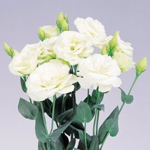 USA SELLER Lisianthus Seeds Lisinathus Excalibur Green 50 Pelleted Seeds Lisinat - £16.15 GBP