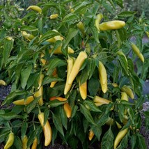 Fresh Garden Hungarian Hot Wax Pepper Seeds 50 Hot Vegetable NON-GMO  - £7.12 GBP