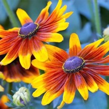 200+ Autumn Forest Rudbeckia Seeds | Vibrant Black-Eyed Susan Mix - $16.50