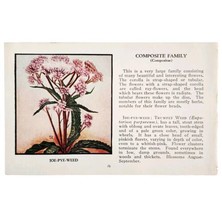 Joe Pye Weed Flower Composite 1932 Color Plate Print Irving Lawson PGBG21A - £19.69 GBP