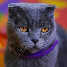 Cat Calming Collar - £14.92 GBP