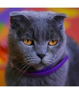 Cat Calming Collar - £14.92 GBP
