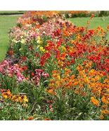 Wallflower English Mix Bi-Colored , 500 Seeds - $8.67 CAD