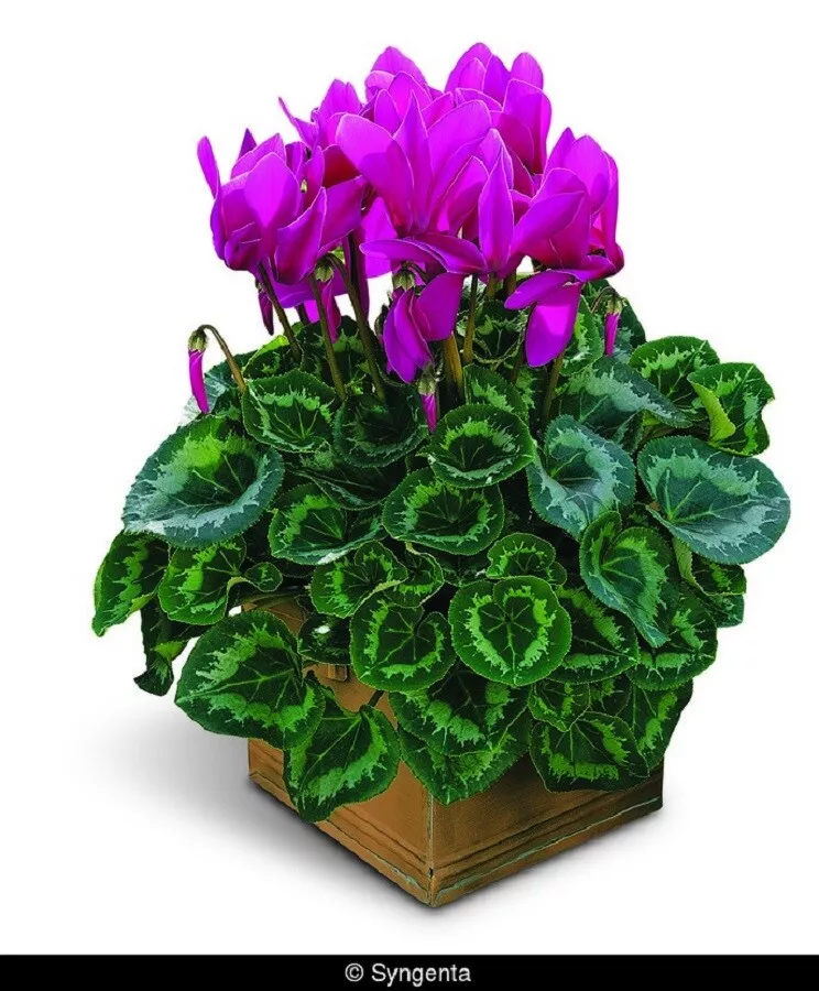 G_S 15 Cyclamen Seeds Synchro Sierra Purple - $19.07