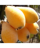 Rare Loquat Trees (Different Varieties). 5 Years Old. Grafted. - $269.99