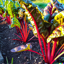 400 BULK Swiss Chard Magenta Sunset Seeds for Microgreen Sprouts or Planting - £6.39 GBP