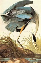 Great Blue Heron by John James Audubon #2 - Art Print - £17.55 GBP+