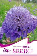 PWO Fresh Purple Scabiosa Flower Seeds, Original Pack, 20 Seeds / Pack, ... - £1.36 GBP