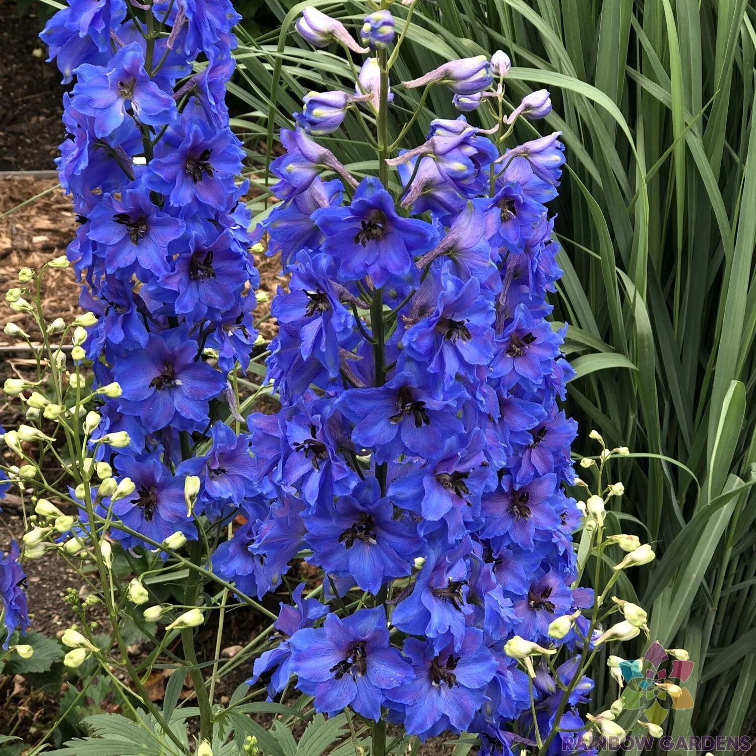 200 Million Dollar Blue Delphinium Seeds New Fast Shipping - $10.96