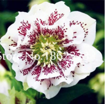 PWO Fresh 100 Pcs/Bag Unique Mixed Colors Japanese Bonsai Potted,Helleborus Flow - $3.44