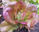 600 Seeds Rouge De Hiver Lettuce Seed Organic French Greens Vegetable Ga... - $8.99