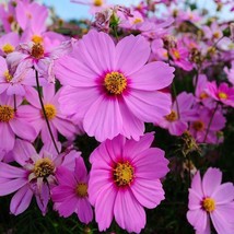 Cosmos Radiance Heirloom Mother Nature&#39;S Seeds Pink Flowers Non-Gmo 100 Seeds - £7.91 GBP