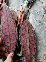 Retail and Wholesale Hoya Clemensiorum Red Leaves - £54.91 GBP