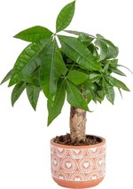 Costa Farms Money Tree, Small, Easy to Grow Live Indoor Live - £28.80 GBP