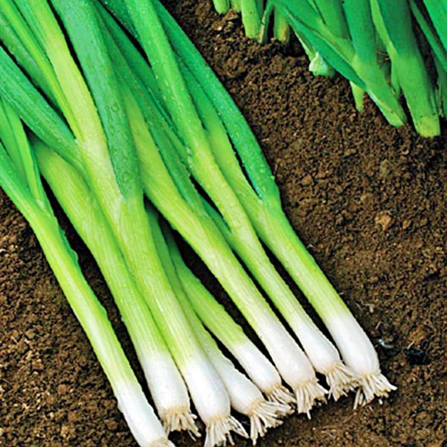 White Lisbon Bunching Onion Vegetable Fresh Gardening - $15.92