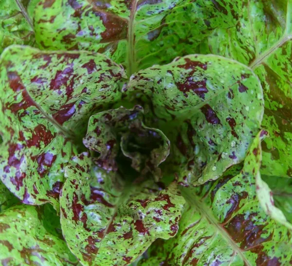 Freckles Romaine Lettuce Seeds 500+ Healthy Greens Salad Fresh Garden - £4.84 GBP
