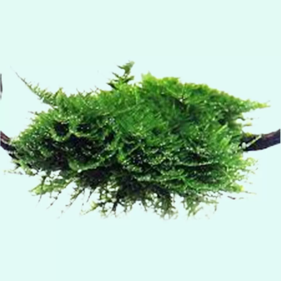 BUY 2 GET 1 FREE Christmas Moss &quot;Vesicularia Montagnei&quot; Live Aquarium Plants - $12.79