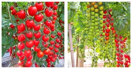 &#39;Waterfall&#39; Tomato Seeds for Strong Yields - 1000 Seeds / Bag INTERNATIONAL SHIP - £22.37 GBP