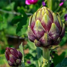 Purple Romagna Artichoke Seeds, Carciofo di Romagna, NON-GMO, FREE SHIPPING - €1,68 EUR+