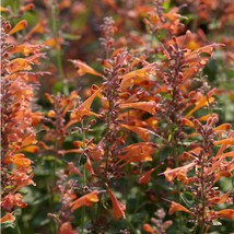 Agastache Aurantiaca Hybr Tango Seed Garden Fresh - £7.09 GBP