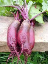 VPF Cylindra Beet Seeds 200 Ct Vegetable Garden Heirloom USA NON-GMO  - £2.02 GBP