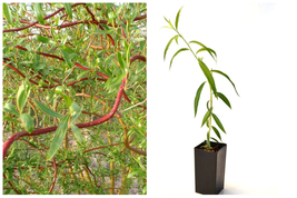 Red Scarlet Curls Weeping Willow Tree Live Plant Salix 2.5&quot; x 4&quot; pot Corkscrew - £46.64 GBP