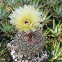 cactus Parodia erubescense Cacti Succulent real live plant - £29.41 GBP