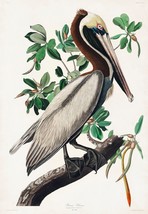 12188.Poster print or Canvas wall decor.Room art design.Audubon bird.Pelican - £12.65 GBP+