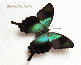 Metallic Green Swallowtail Papilio Peranthus Real Butterfly Entomology S... - $64.99