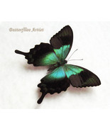 Metallic Green Swallowtail Papilio Peranthus Real Butterfly Entomology S... - $1,209.04 MXN