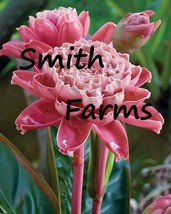 25 Seeds Pink Torch Ginger Flowers (Etlingera Elatior) From US  - $10.25