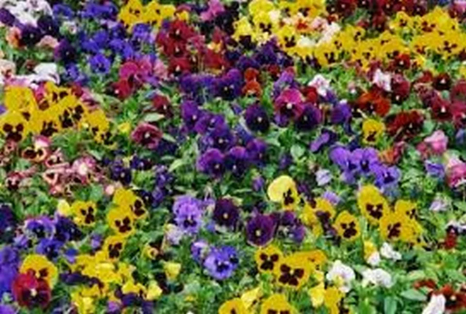 Flower Pansy Swiss Giant Mix 50 Seeds - $9.80