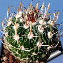 10 Echinofossulocactus zacatecasensis Cactus Seeds for Garden - £21.62 GBP