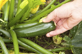 25 Sungreen Zucchini Squash Seeds Planting Gardening USA SELLER - £9.97 GBP