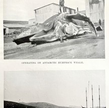 Shore Station Humpback Butchery 1926 Nautical Antique Print Whale Huntin... - £15.72 GBP