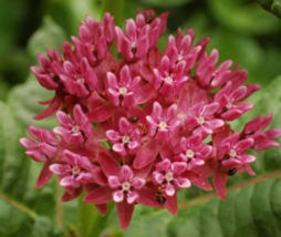 “ 30 Seeds Asclepias purpurascens Purple Milkweed (Monarch Host Plant) GIM ” - £12.13 GBP
