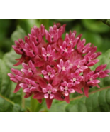 “ 30 Seeds Asclepias purpurascens Purple Milkweed (Monarch Host Plant) G... - $15.18