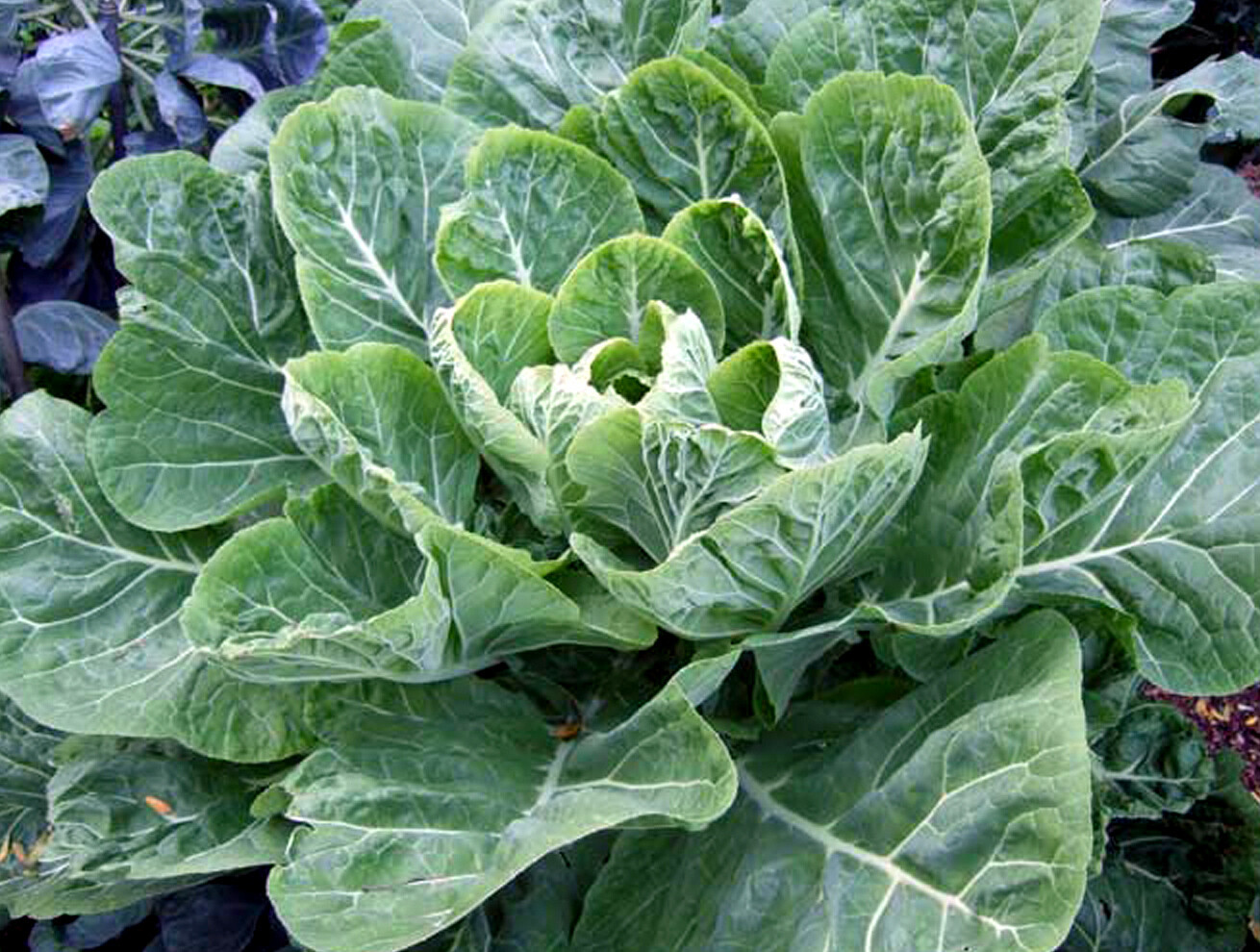 1 Oz Collard Seeds Champion Bulk Seeds Collard Green Seeds 8000Ct New Fr... - $23.48