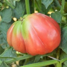 USA Seller Oaxacan Pink Tomato Seeds Fast Shipping - $12.25