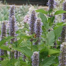 New 1000 Purple Giant Hyssop Seeds Mint Fragrant Fresh USA Garden - $5.98