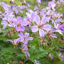 25+ Prelude Geranium Seeds | Early Blooming Garden Flowers - $16.50