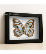 Peruvian Malachite Butterfly Siproeta Stelenes Verso Framed Entomology Shadowbox - $82.70 CAD