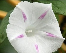 50+ Morning Glory flower Seeds - Shiva A167 - £3.79 GBP