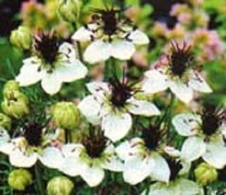 50+ Nigella Love In The Mist White Miss Jekyll Flower Seeds Reseeding Annual - £7.68 GBP