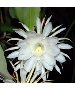 Epiphyllum Oxypetalum Fragrant Succulent Plant Queen of The Night Rooted - $16.34 CAD