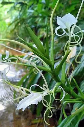 Hedychium Stenopetalum Giant White Butterfly White Star Ginger 5 Seeds G... - £28.27 GBP